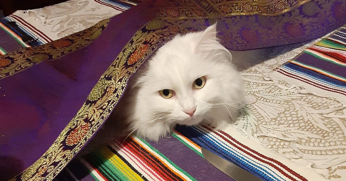 Fiona under the tablecloth