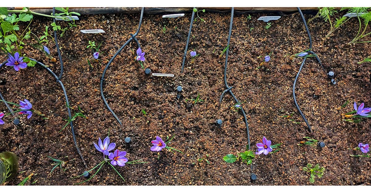 Blooming Saffron Crocus