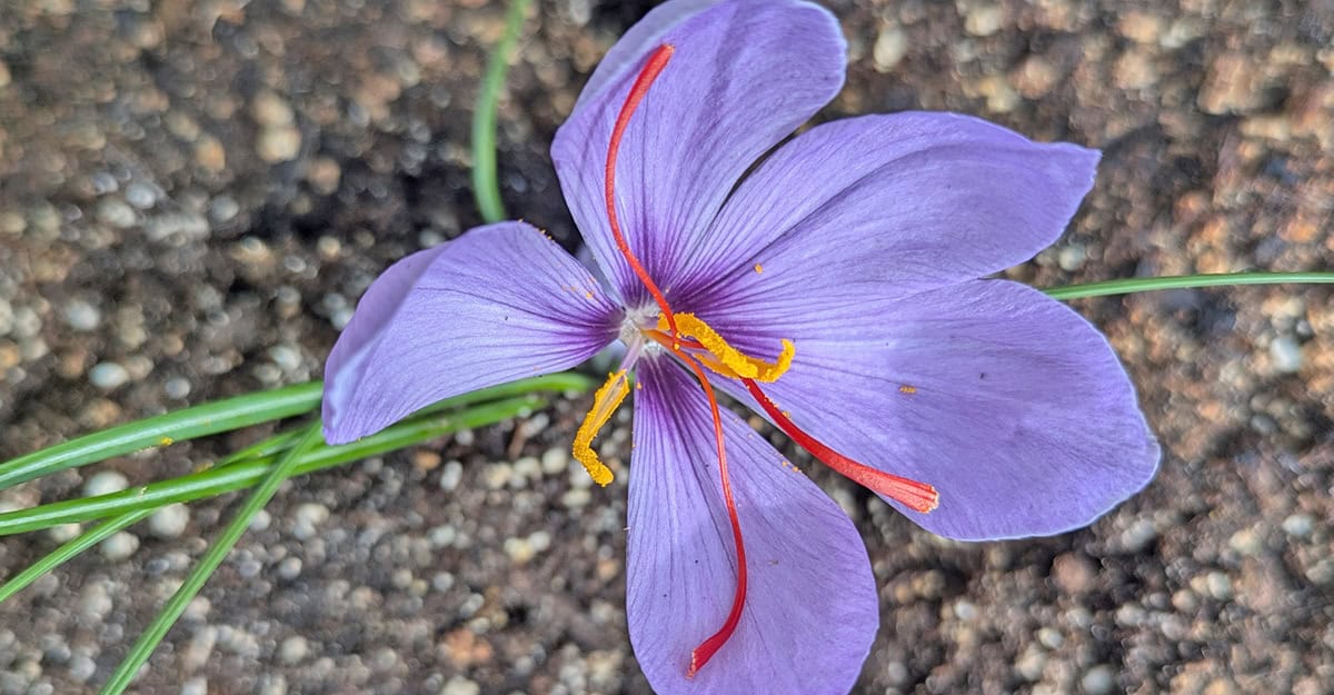 Saffron Crocus