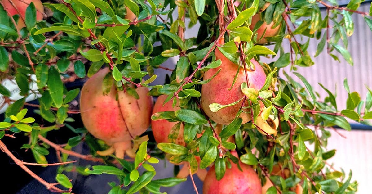 pomegranate fruit